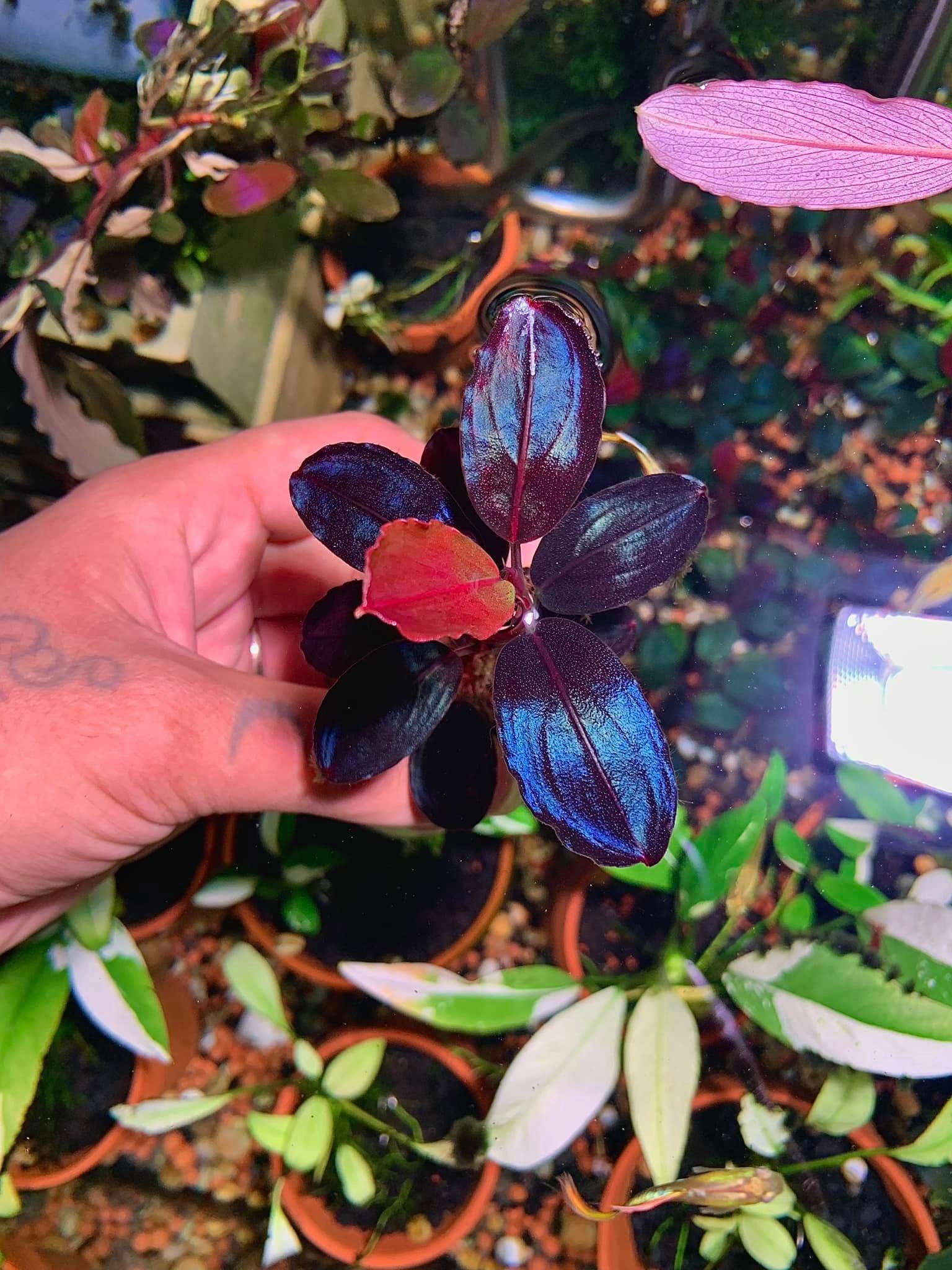 Red Blossom thumbnail 6