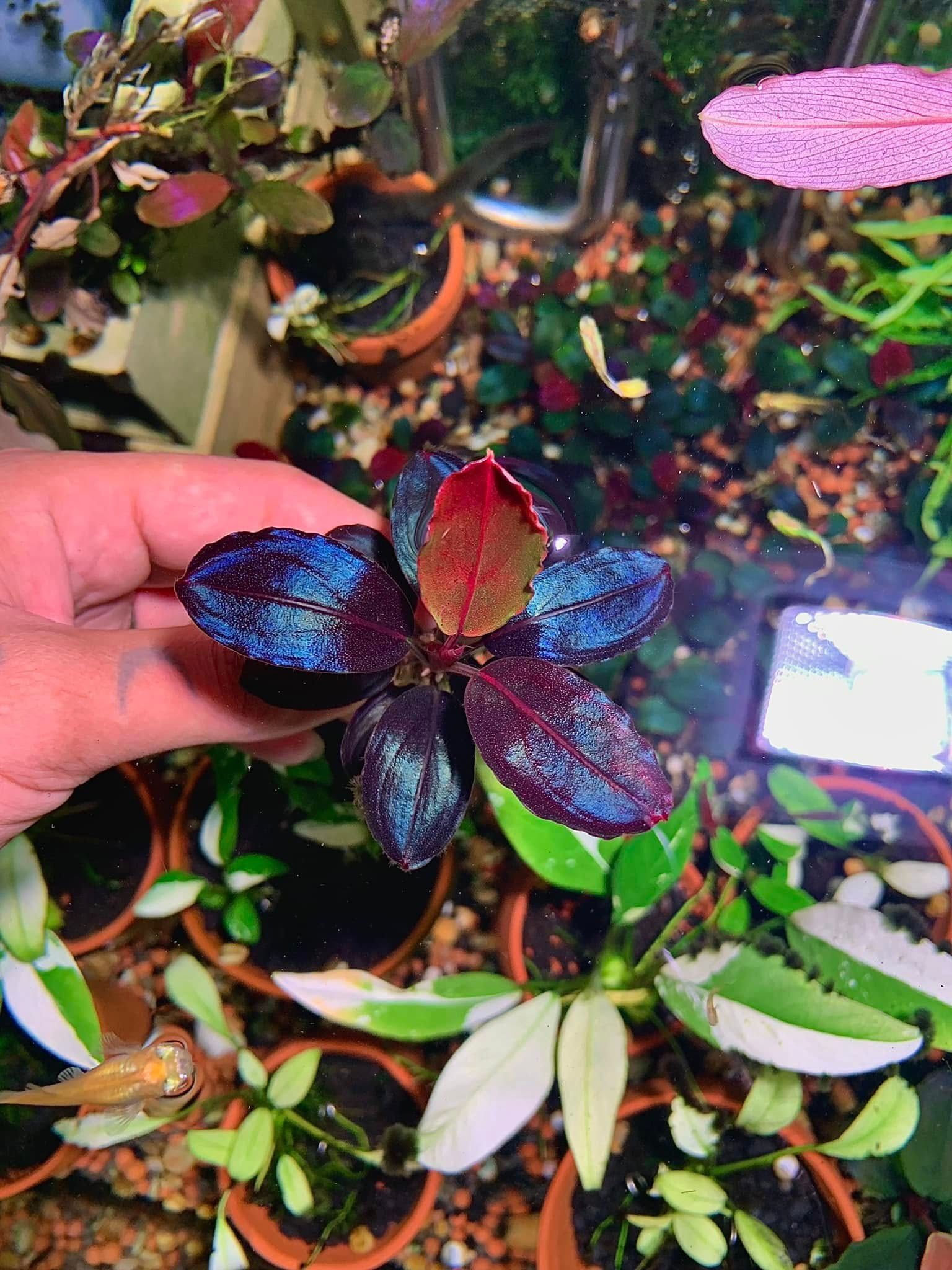 Red Blossom thumbnail 4