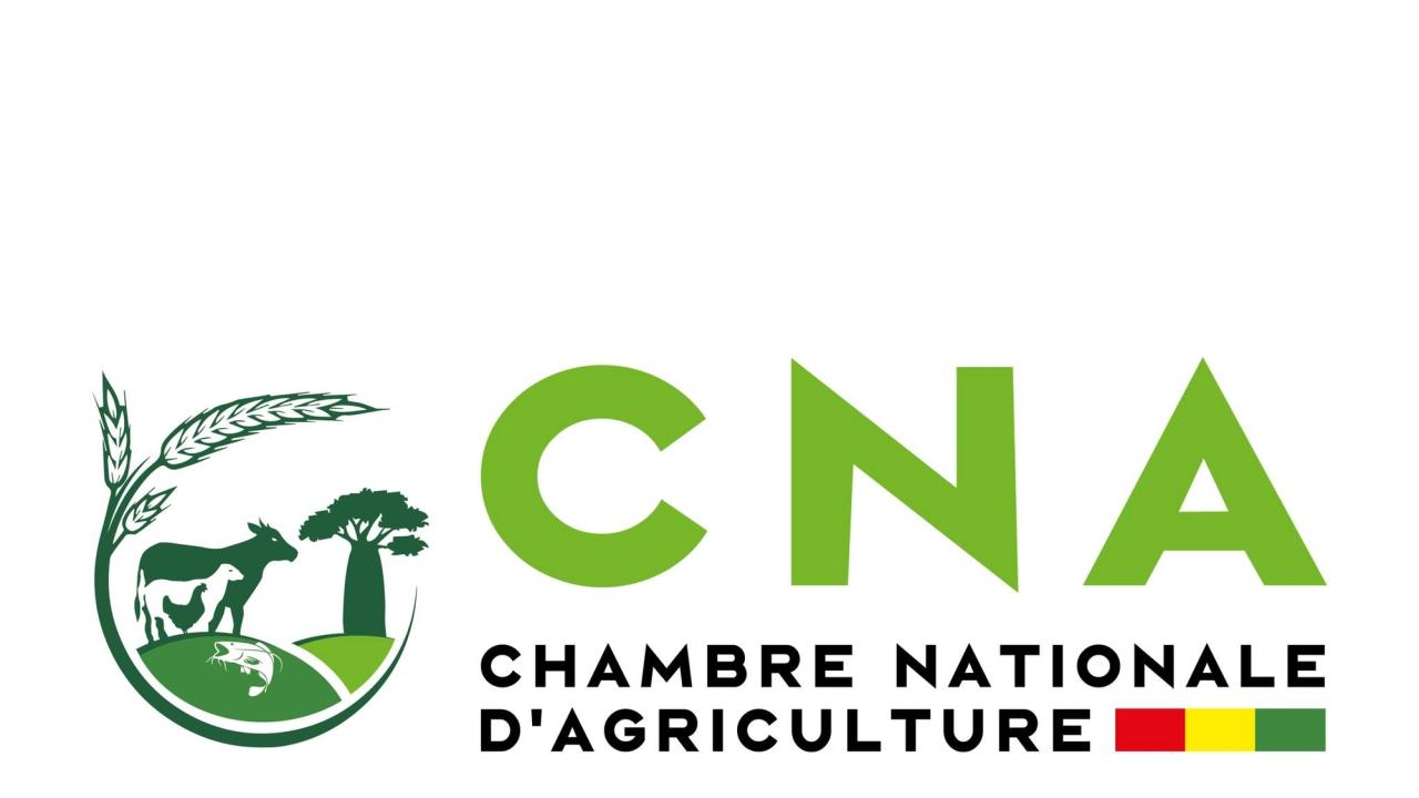 Agriculteurs guinéens travaillant dans un champ, symbolisant le développement agricole soutenu par la Chambre Nationale d'Agriculture de Guinée.