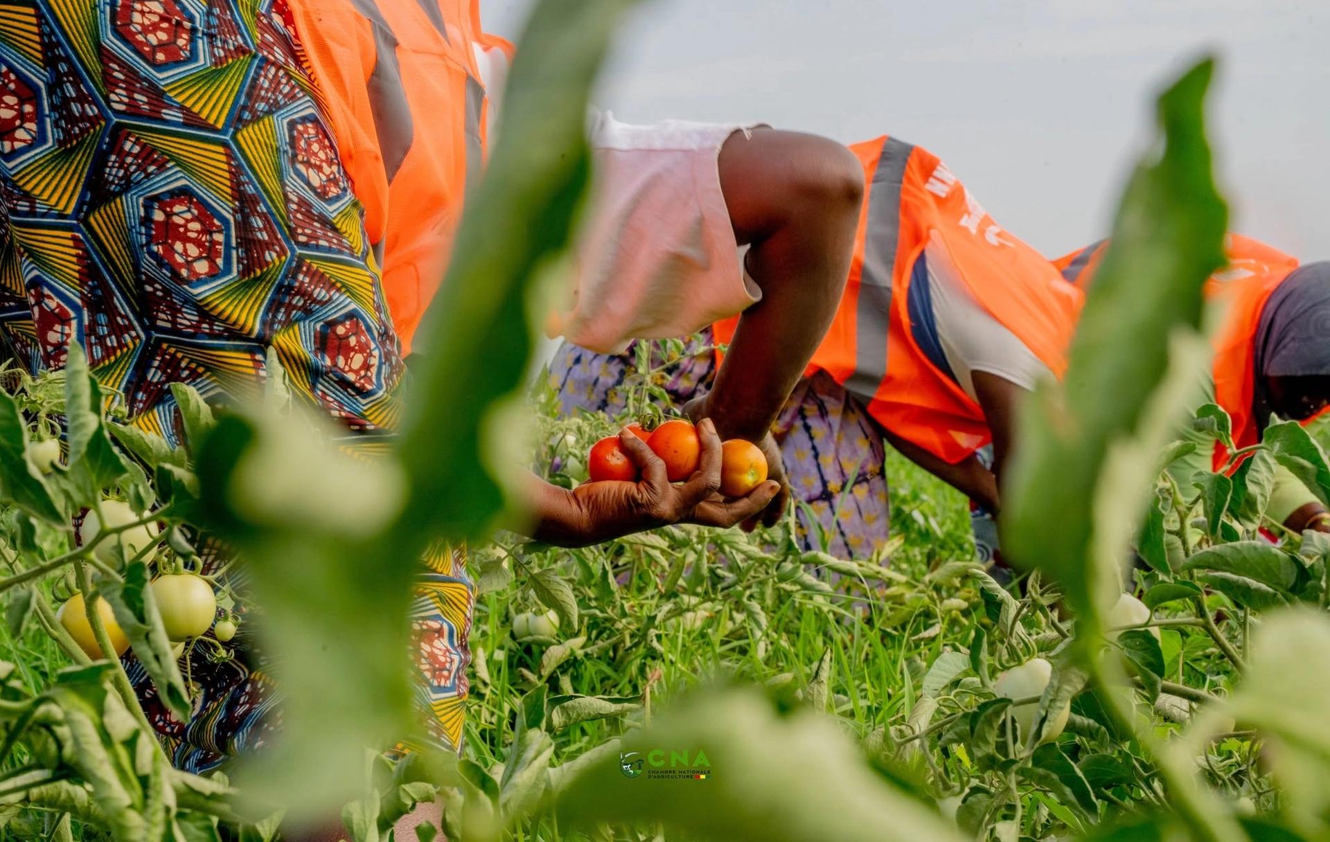 Chambre Nationale d'Agriculture de Guinée