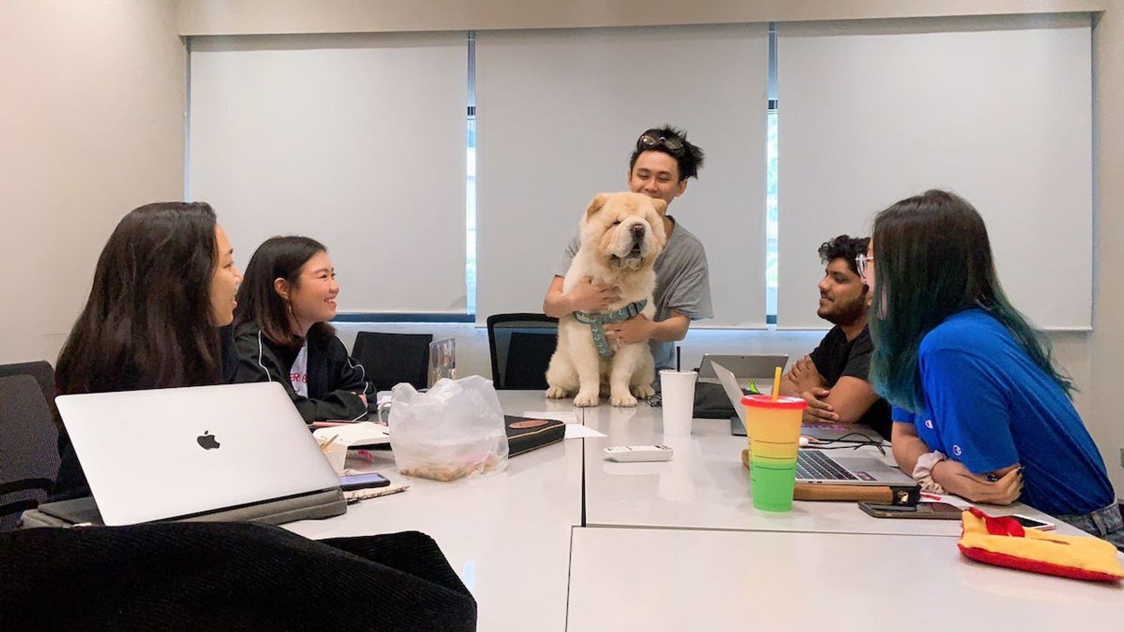 Fluffy white god is held on table by individual while four others sitting down with laptops look at dog and smile