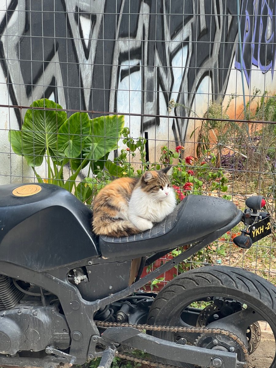 A kitty sitting on top of a motor bike