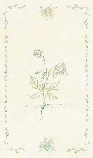 wildflower card front side