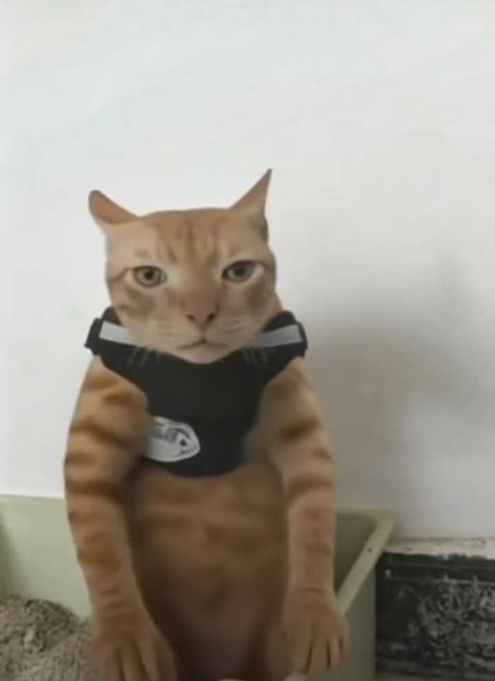 Cukurukuk cat front