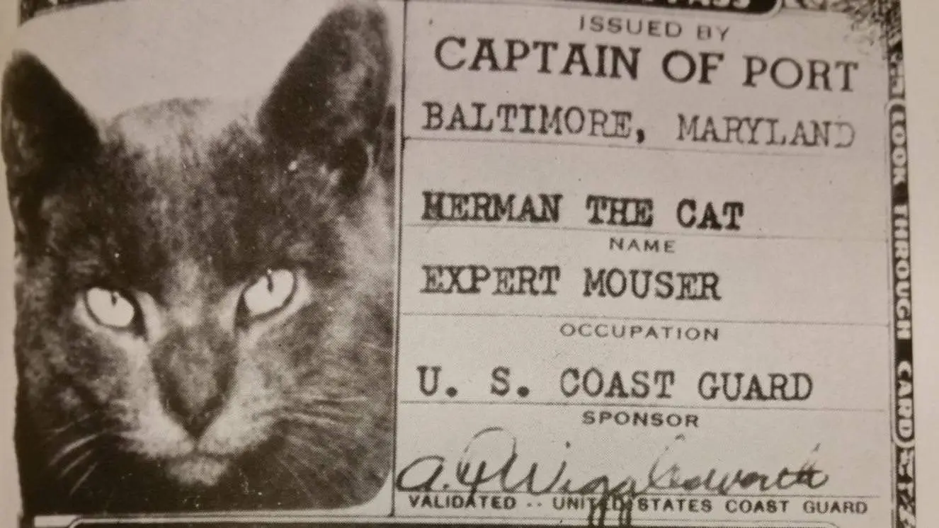 Herman the Cat Slayed Foes Aboard U.S. Coast Guard Ships