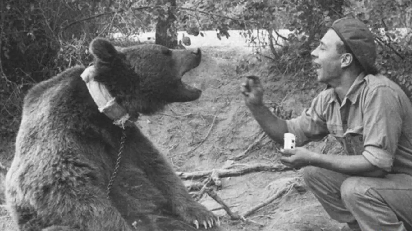 Animal Heroes 6 Military Animals That Made a Difference