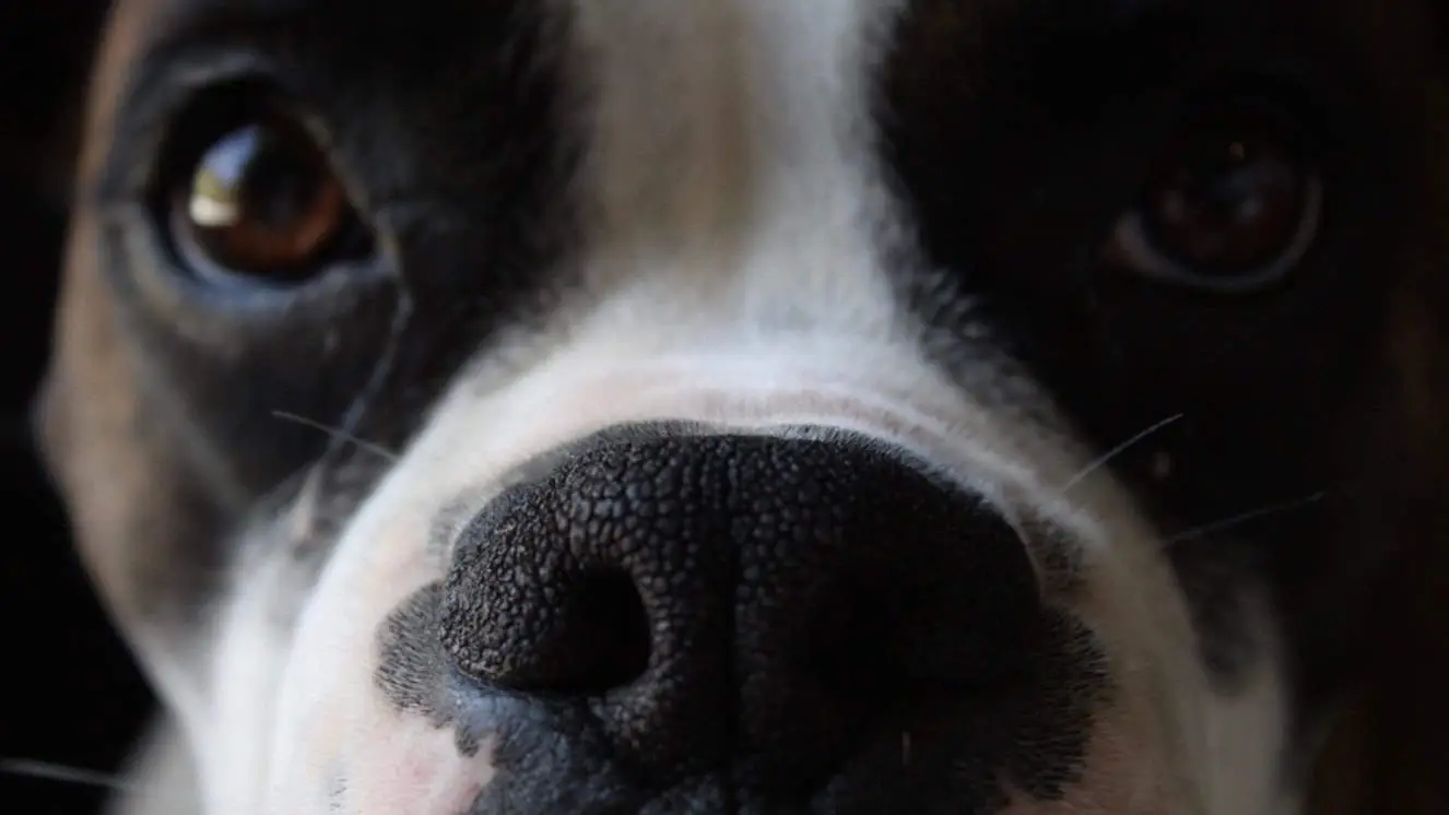 The 11 Best Guard Dogs for Protecting Your Home