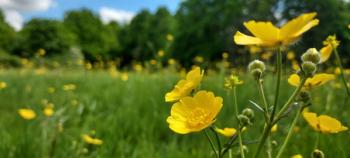 Thumbnail of Epping Forest