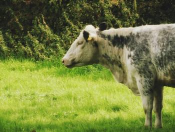 Thumbnail of Staffordshire Moorlands