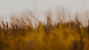 Thumbnail of Reigate and Banstead