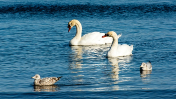 Thumbnail of West Lothian