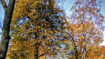 Thumbnail of Hertsmere