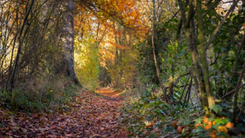 Thumbnail of Uttlesford