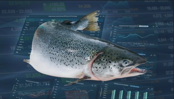 Atlantic Salmon with Kontali Edge data in the background