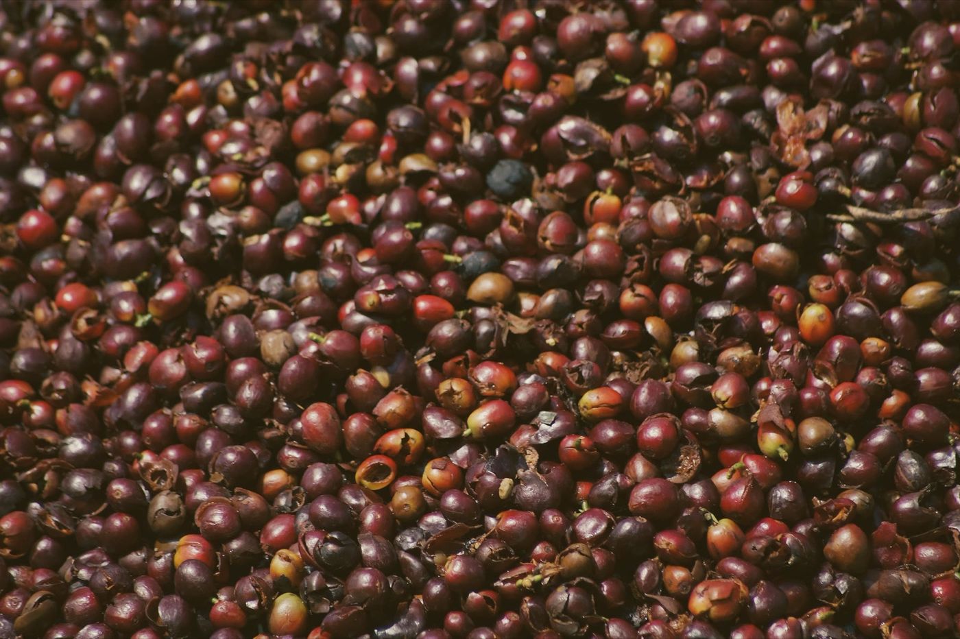 Freshly picked red coffee cherries