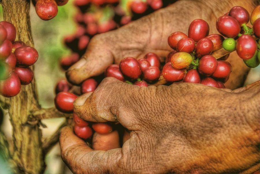 Hands holding ripe red coffee cherries