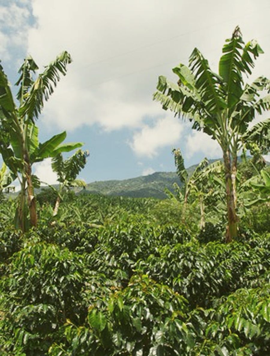 Coffee plants under banana trees on the family farm