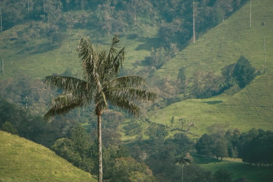 Wax palm in a green valley