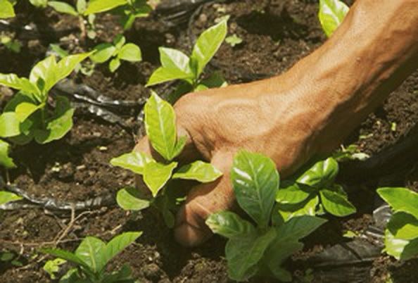 A hand planting a young coffee plant