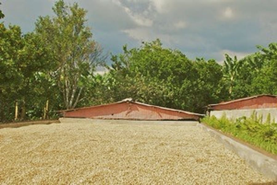Coffee drying on a patio in the sun