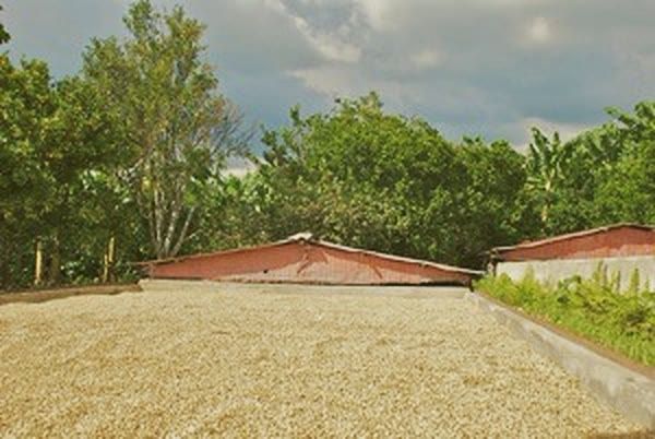 Coffee drying on a patio in the sun