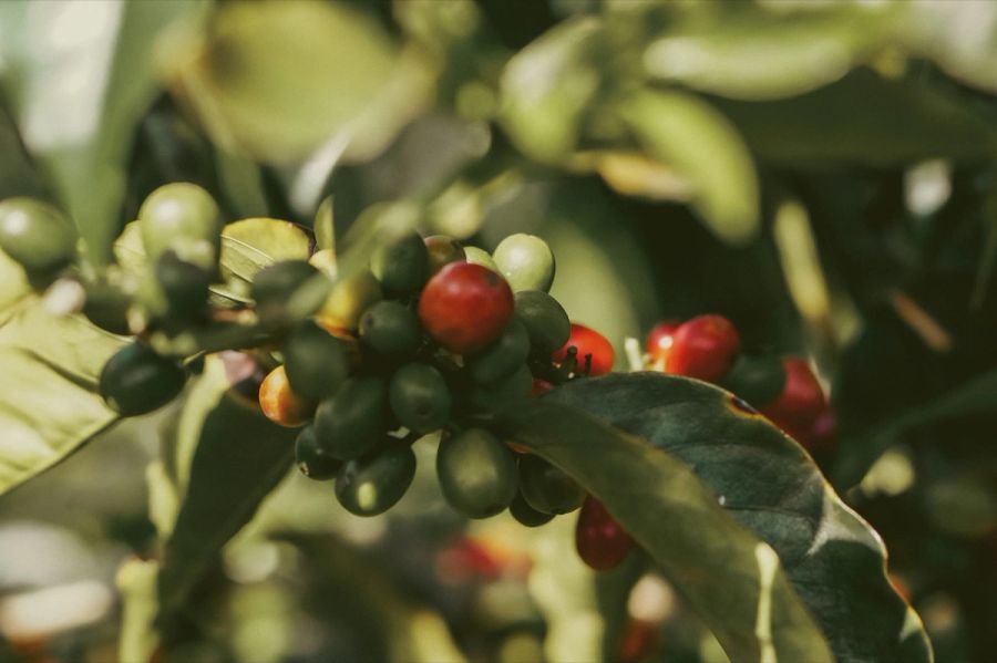 Red and green coffee cherries on the branch