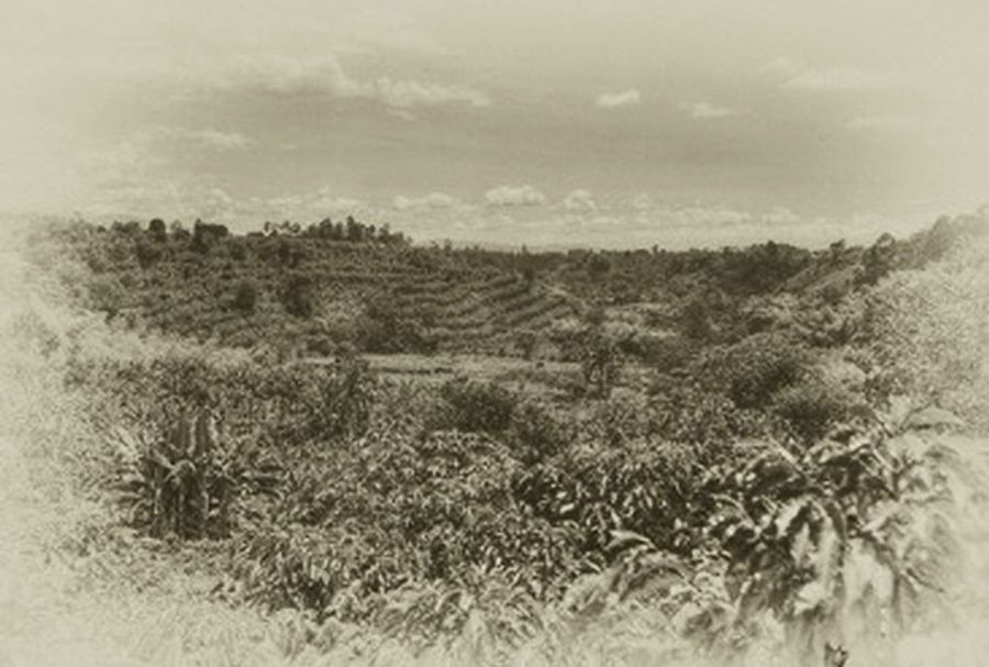 An old photo of the coffee hills