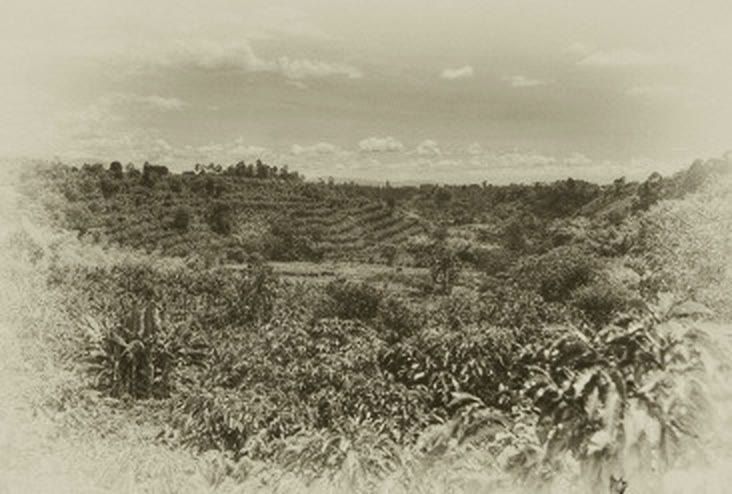 An old photo of the coffee hills