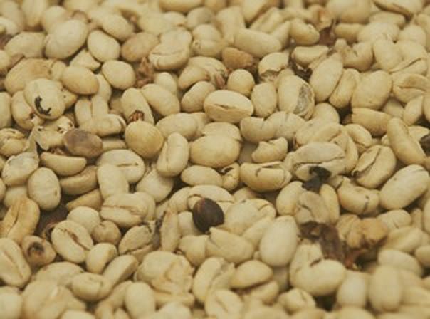 Green coffee beans after washing and drying