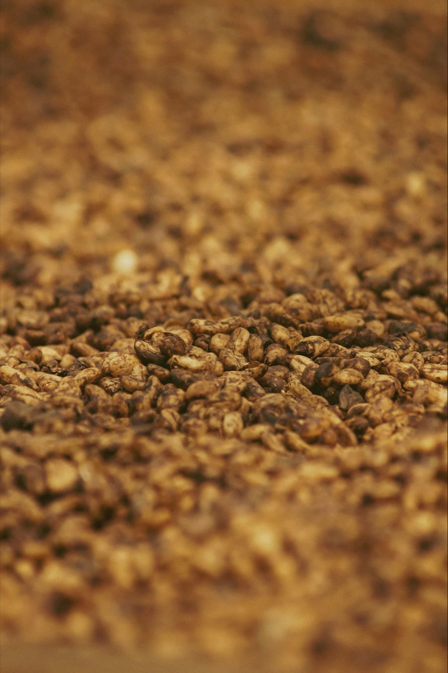 Close-up of roasted coffee