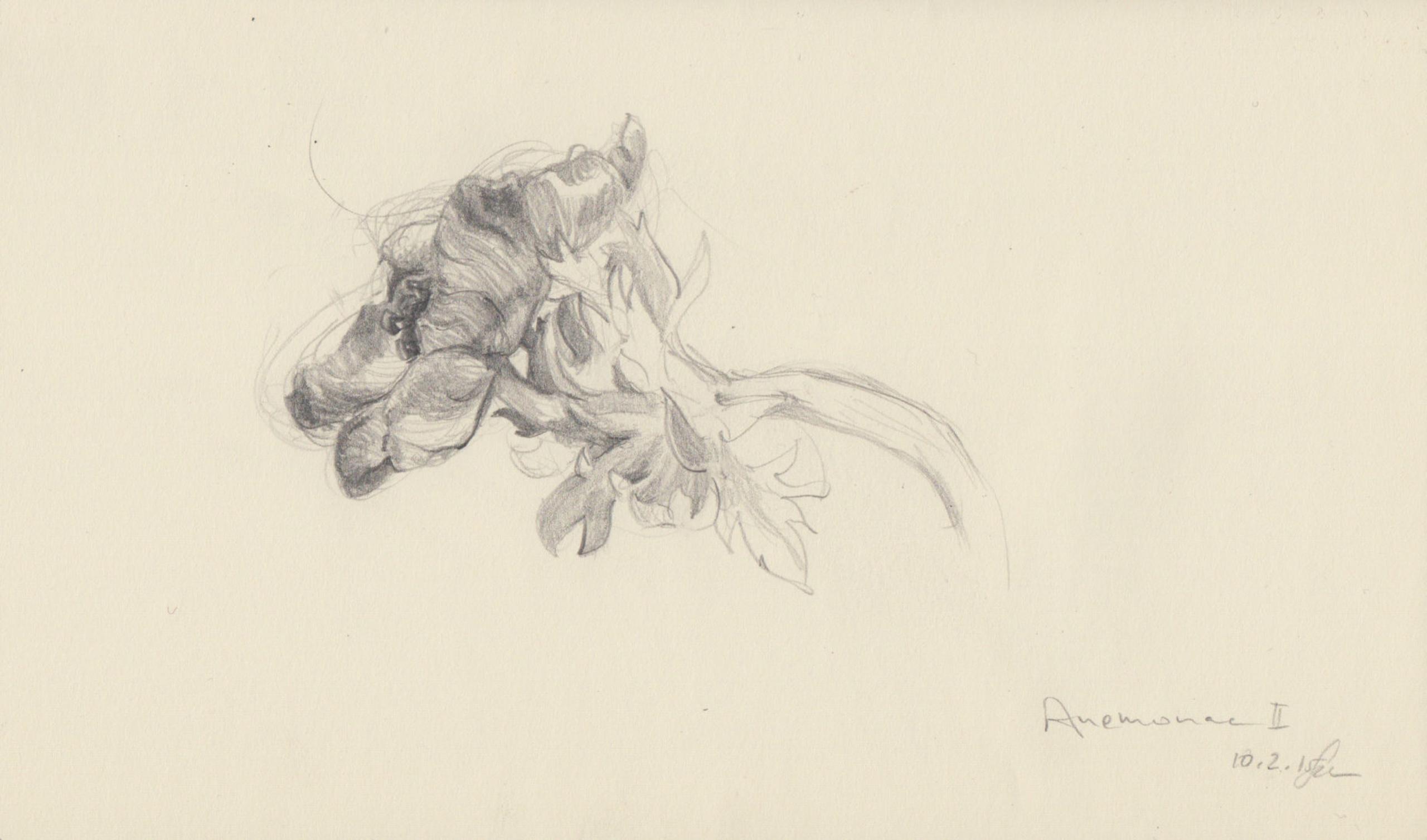 Anemonae II