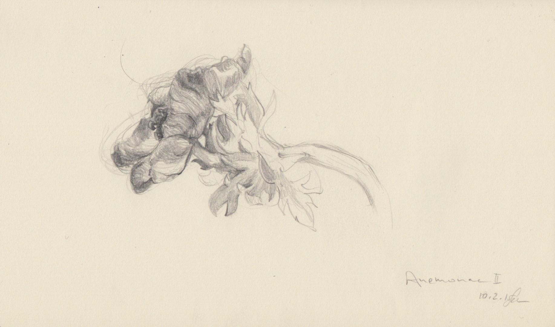 Anemonae II
