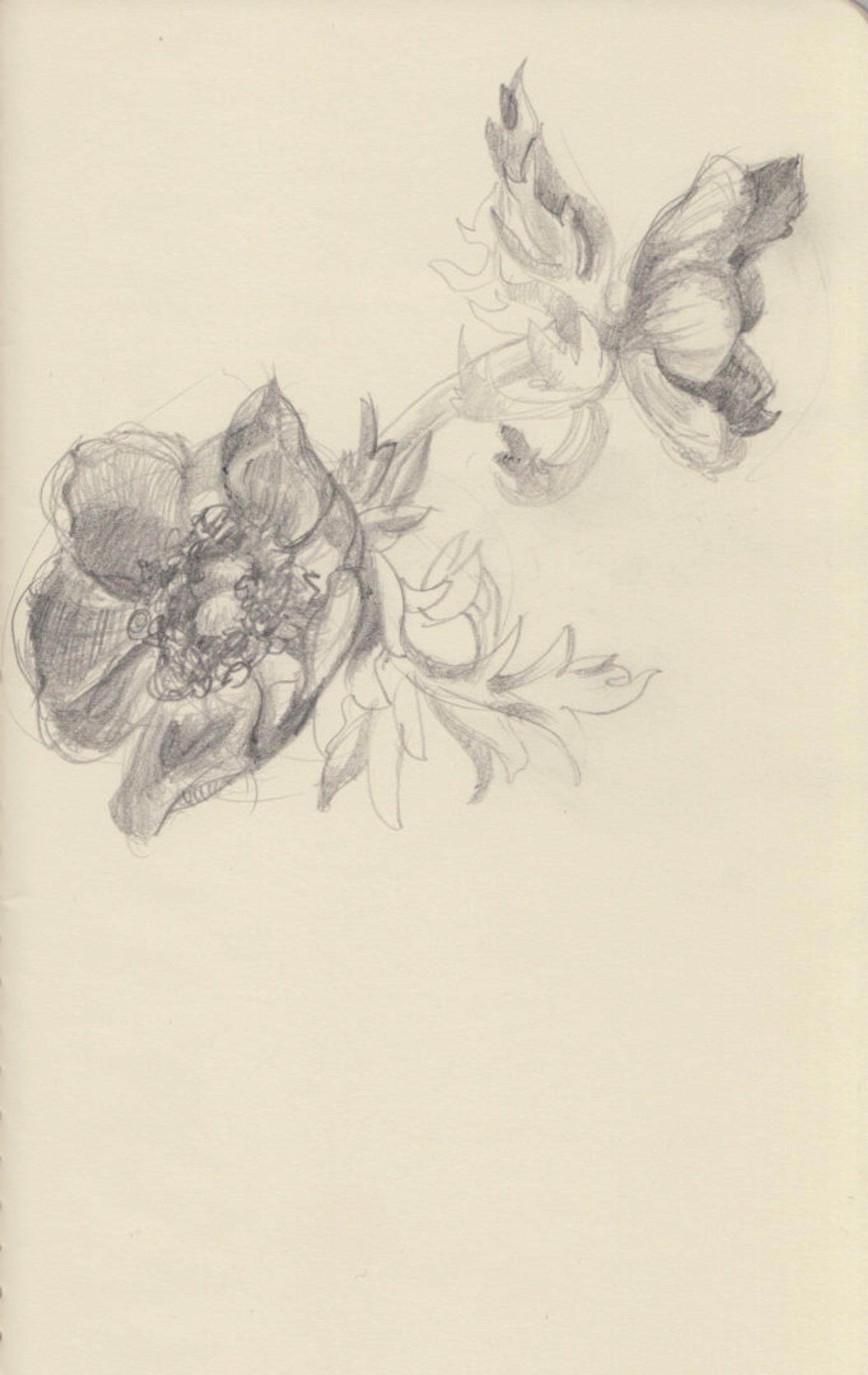 Anemonae I