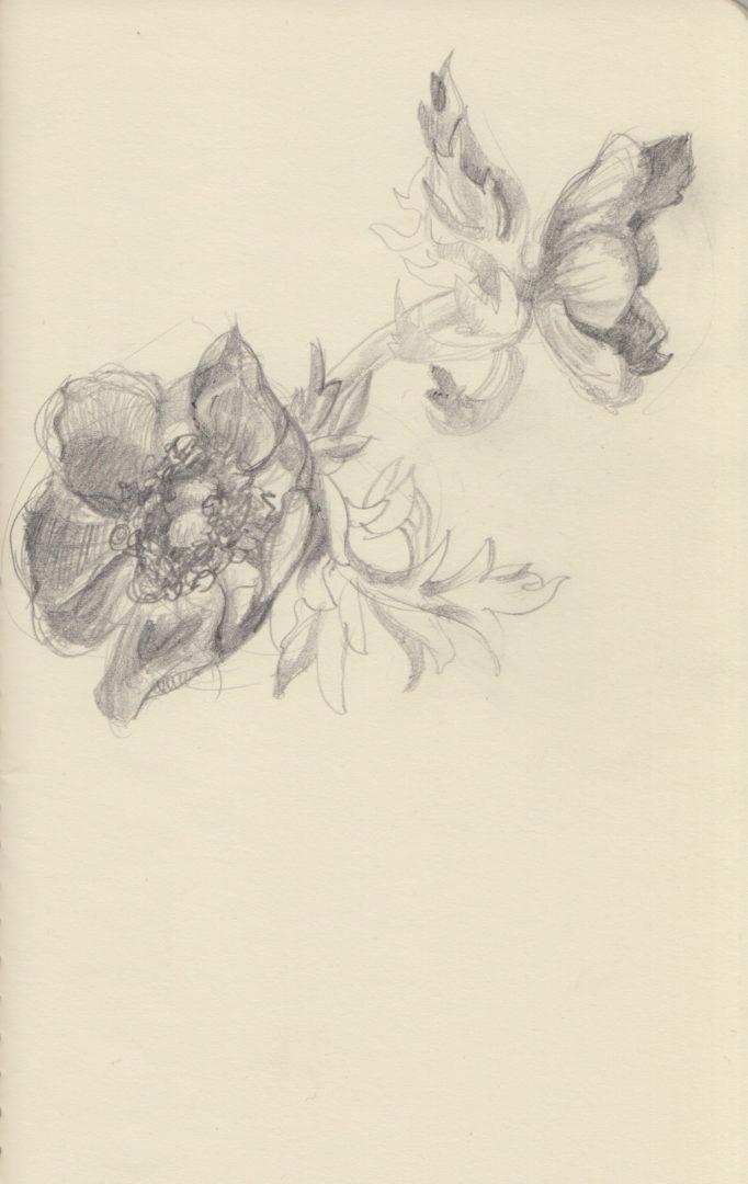 Anemonae I