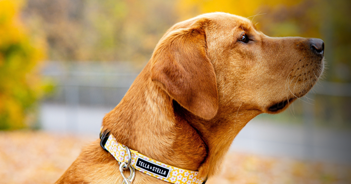 Case Study | Tella & Stella Unifies B2B and DTC Commerce on Shopify