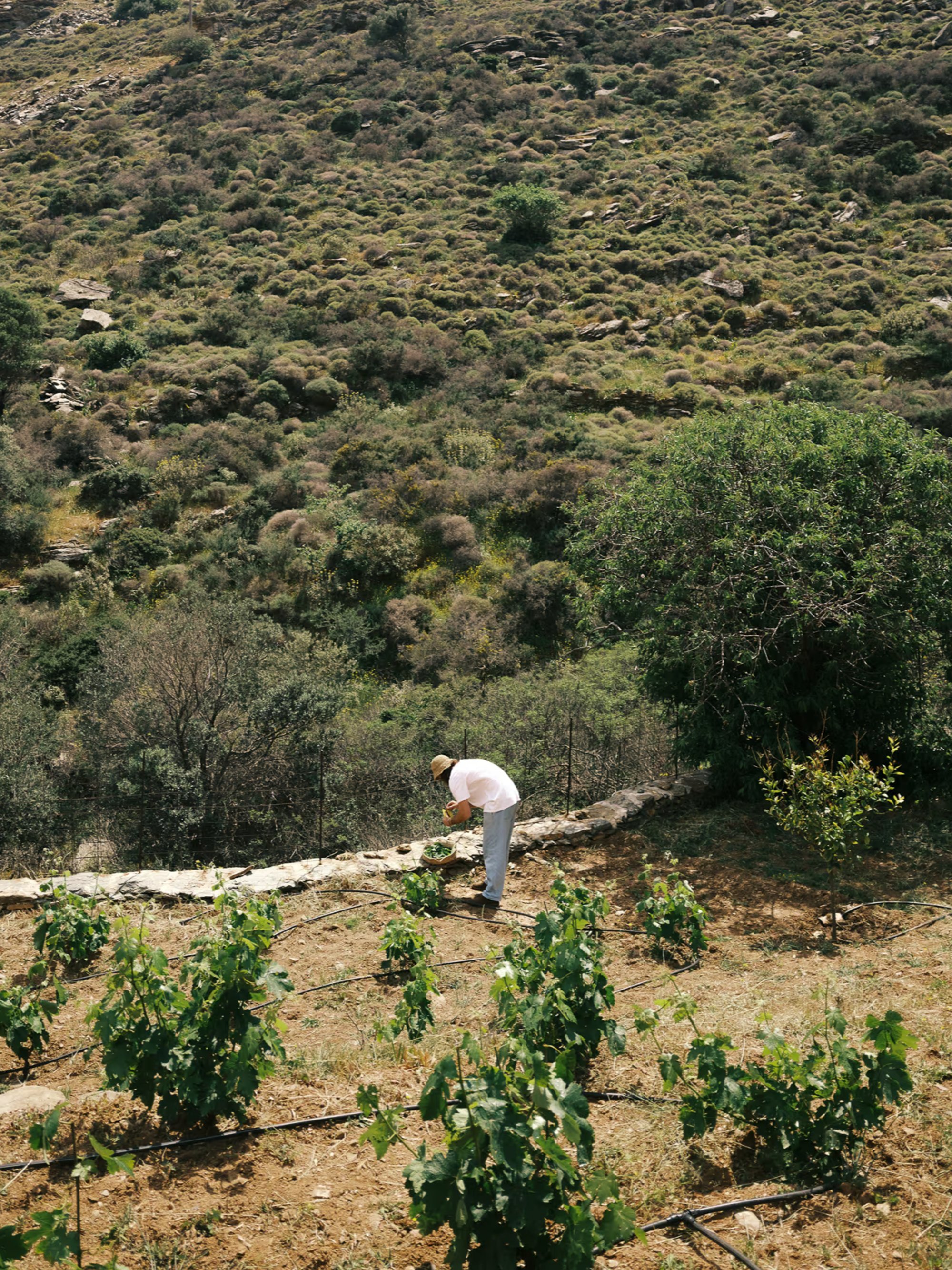Lygaria for Kea Retreat, photograph 8 by Žan Vargek