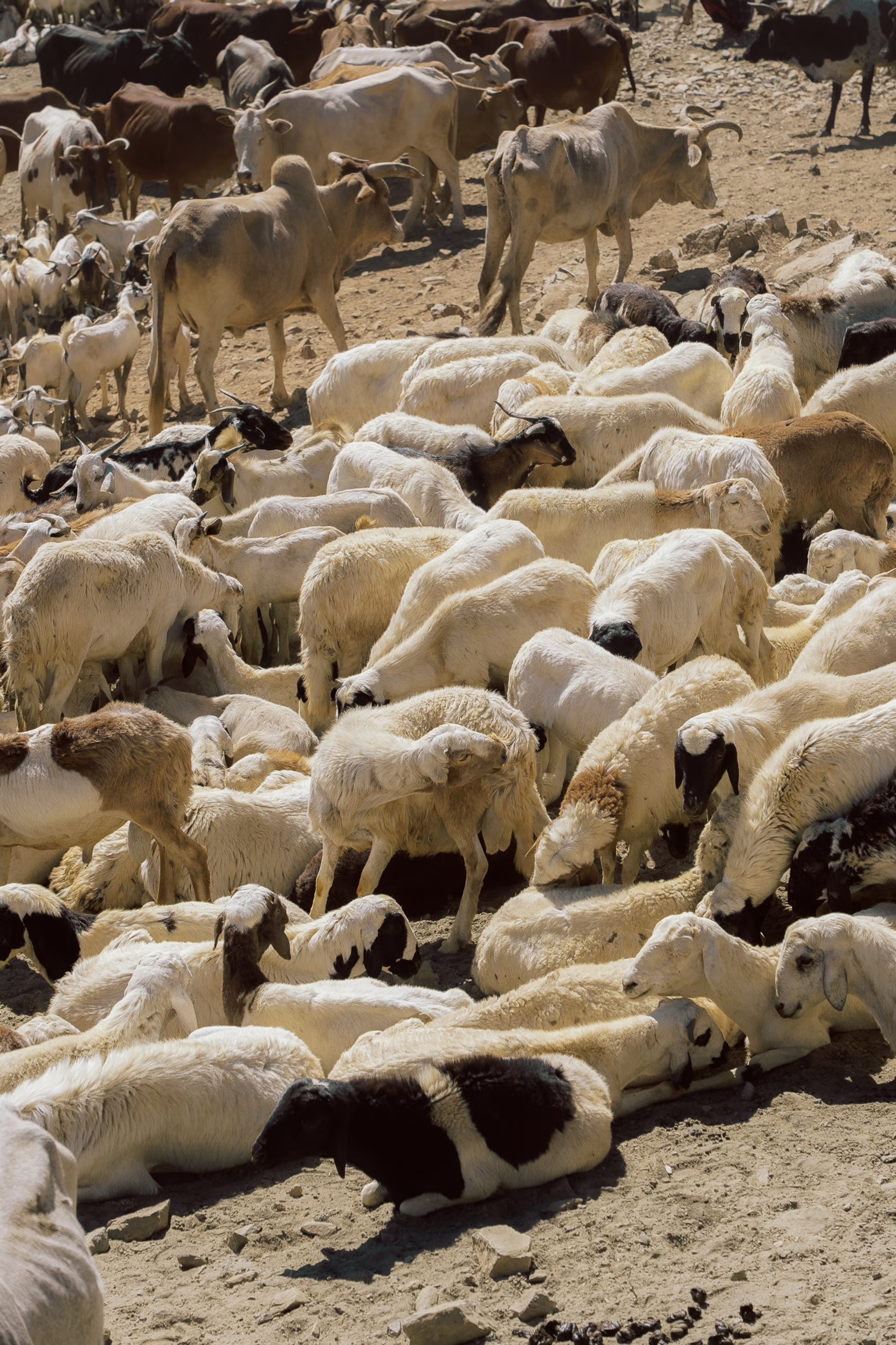 Eritrea for Journey, photograph 21 by Žan Vargek