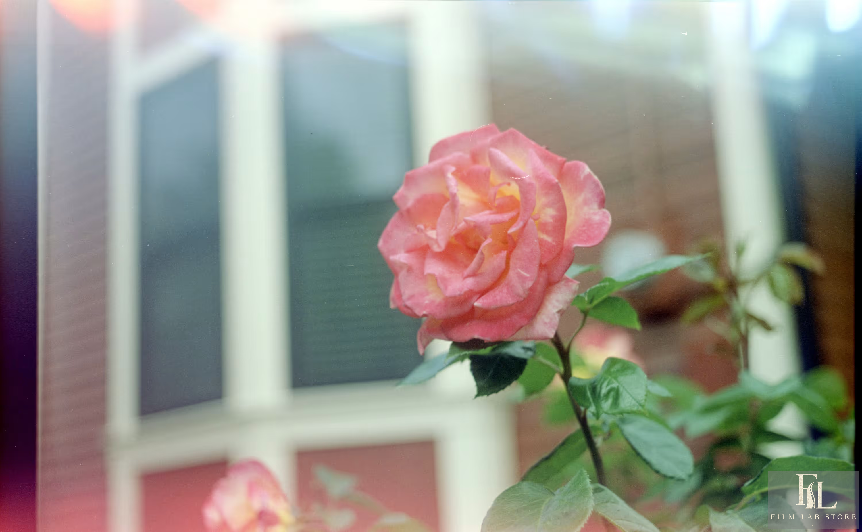 Film photograph with red and blue light leaks