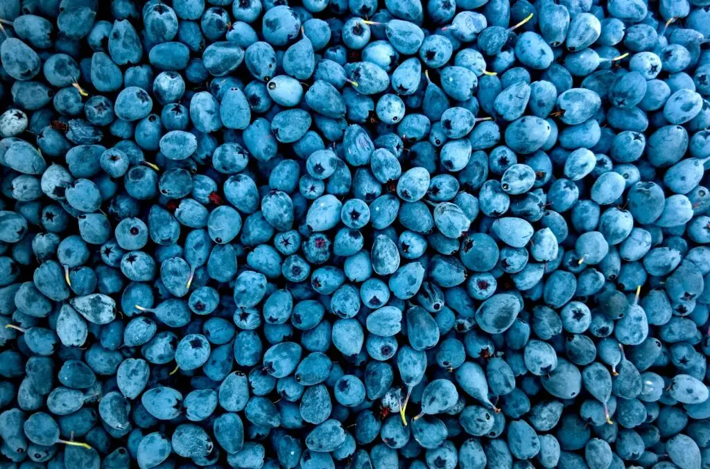 fruit in plaats van snacken