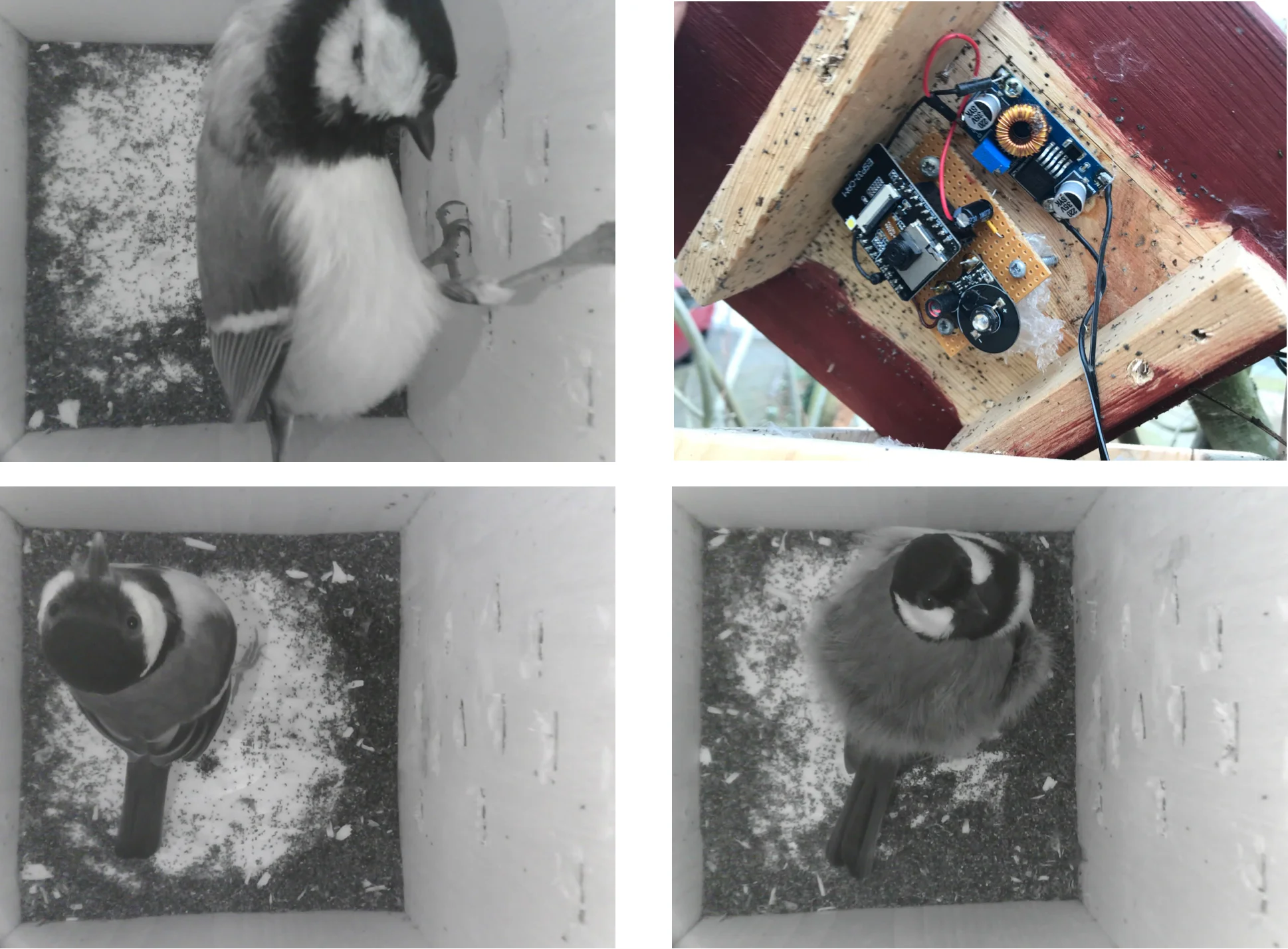 Webcam in a bird box