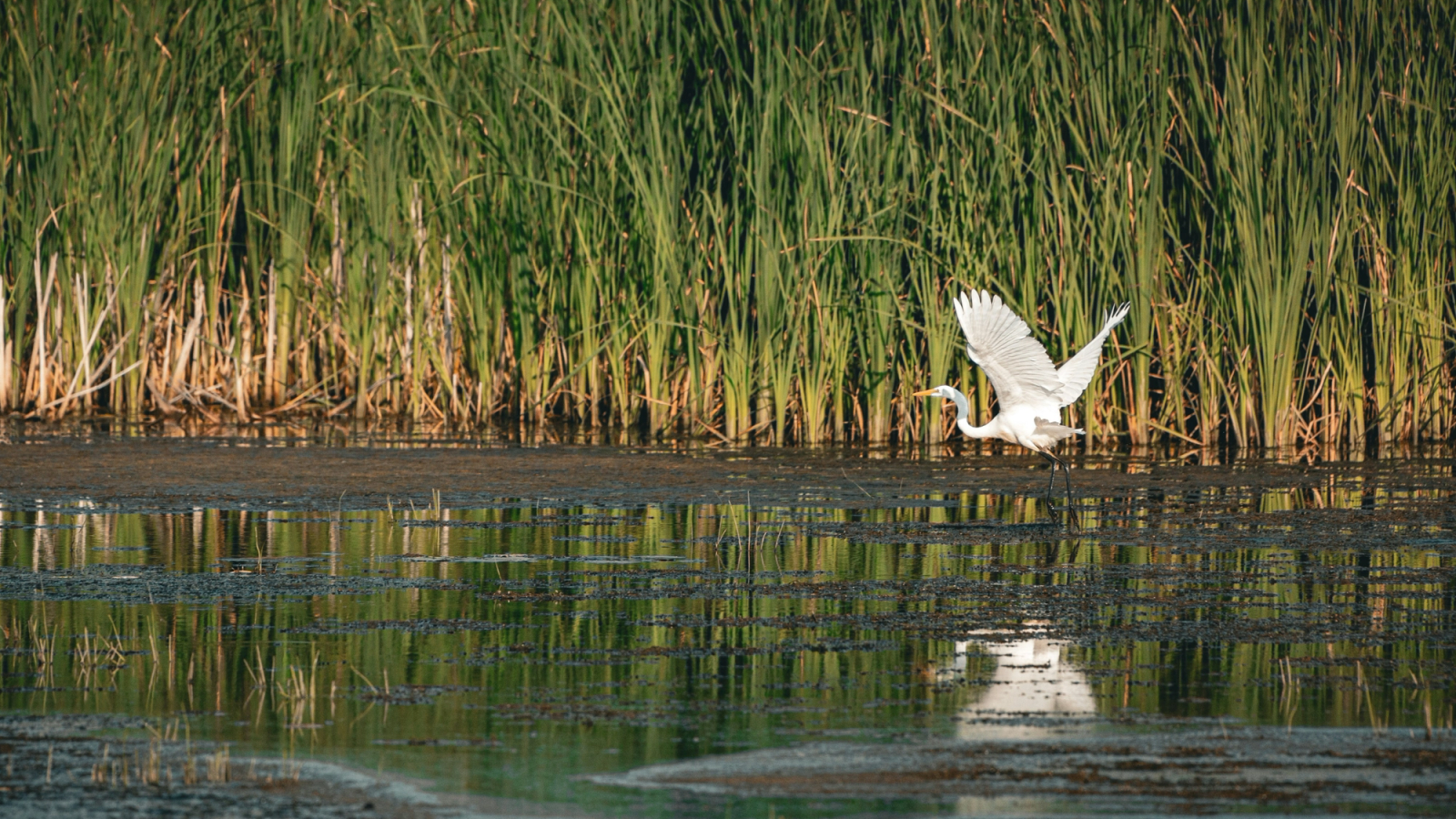Ein weißer Reiher fliegt tief über ruhiges Wasser, im Hintergrund ragen hohe grüne Schilfhalme empor.
