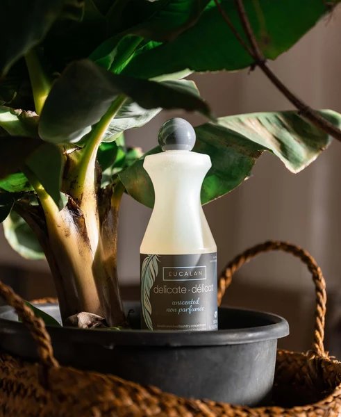 A bottle of Eucalan Delicate Unscented laundry concentrate sits in a planter with a green plant, inside a woven basket.