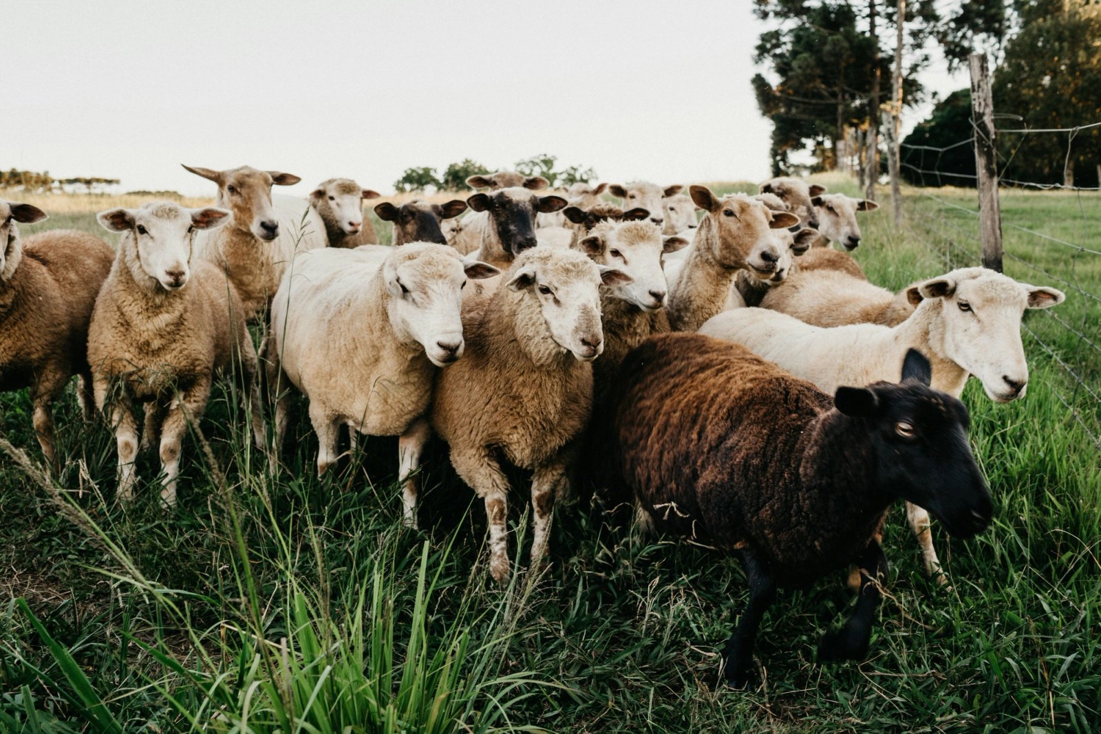 A mixed flock of light and dark sheep in a grassy field.