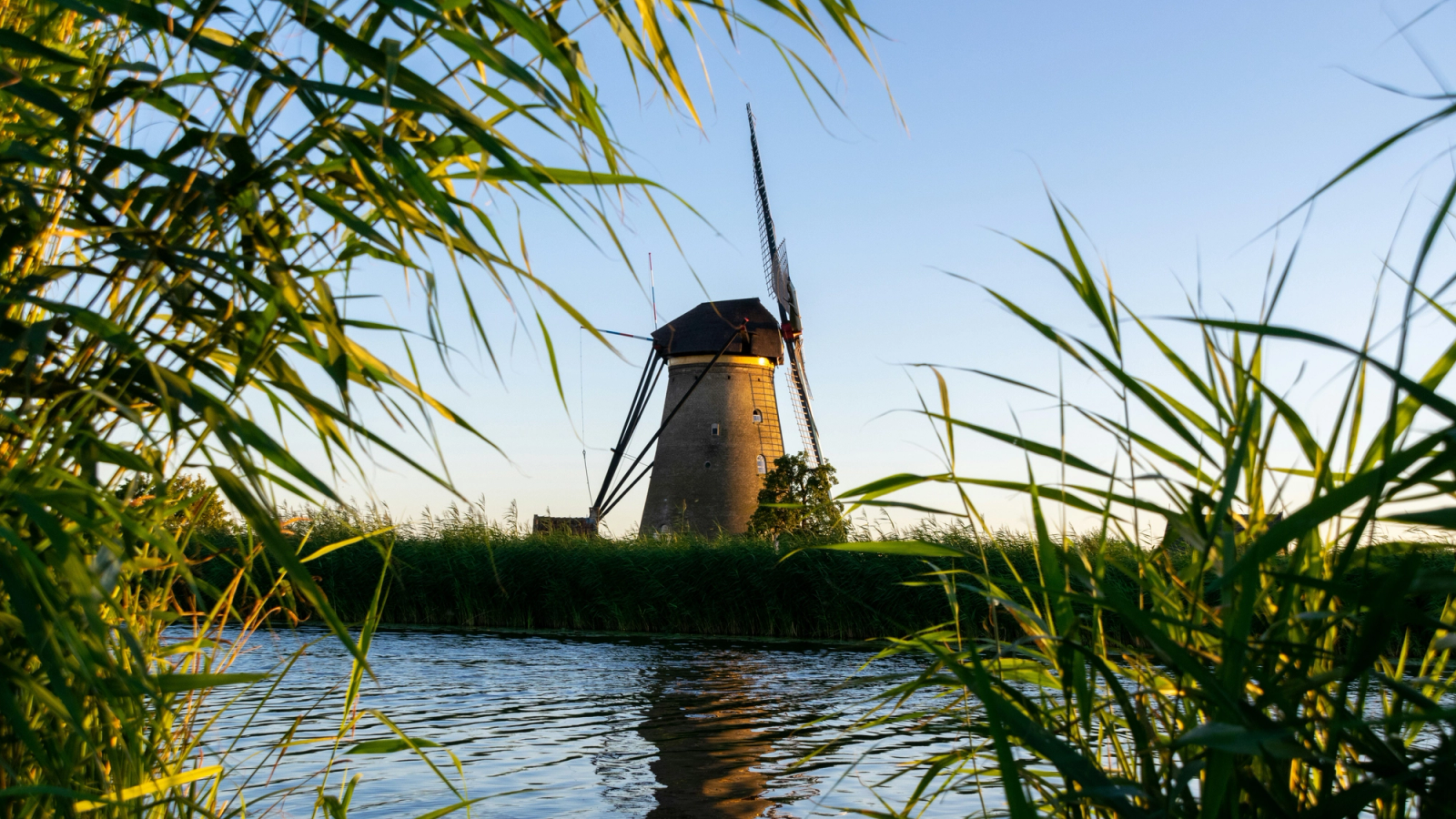 A Dutch windmill across a canal, framed by green reeds.