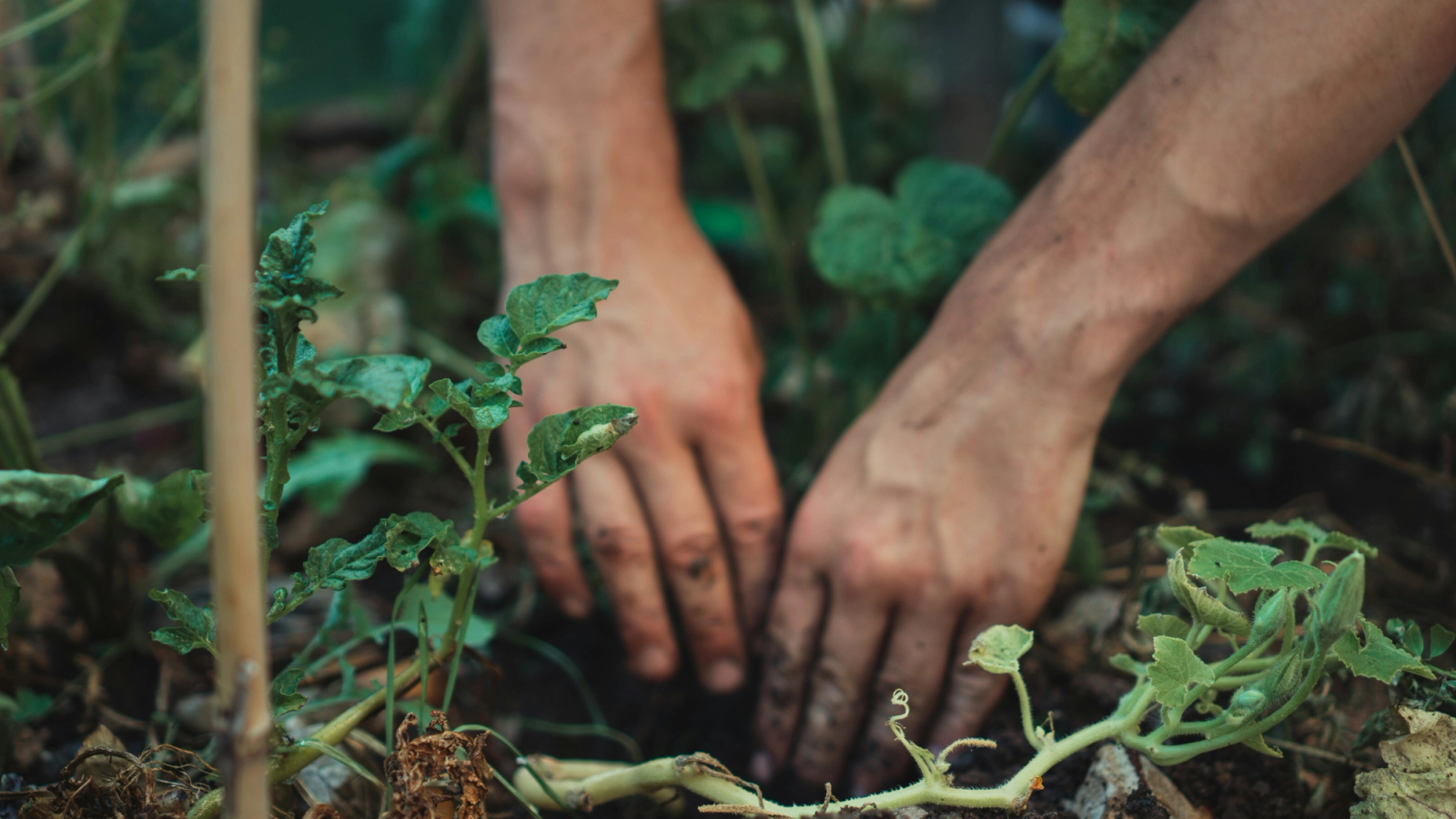 Dirty hands working in a garden.