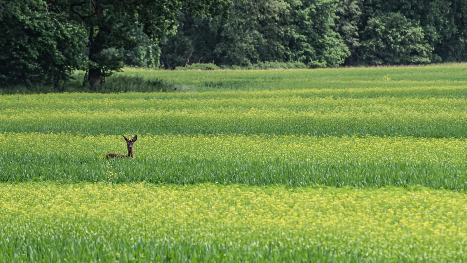 A deer stands in a green and yellow field with trees in the background.