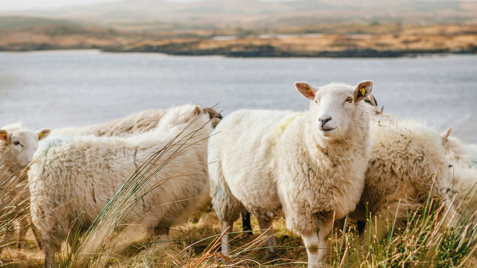 A group of white sheep stands in dry grass by a lake with distant hills.