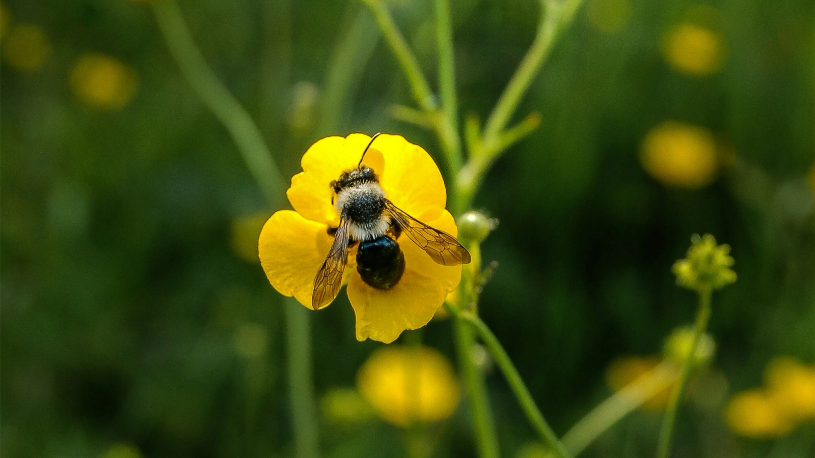 A bee on a yellow buttercup.