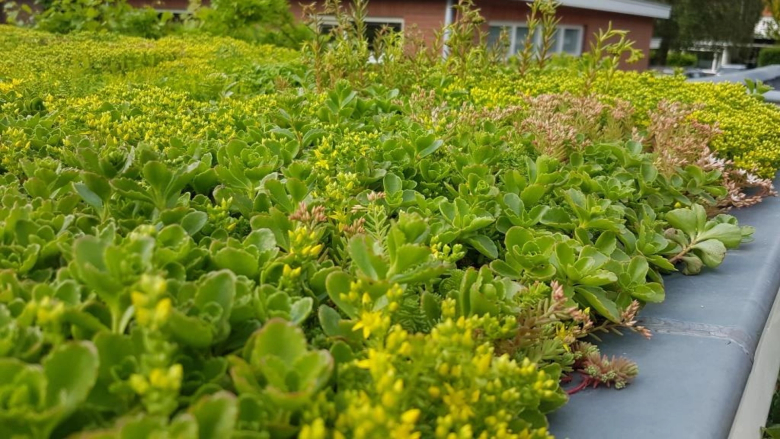 A green roof covered in sedum plants with yellow and reddish blooms, with a building in the background.