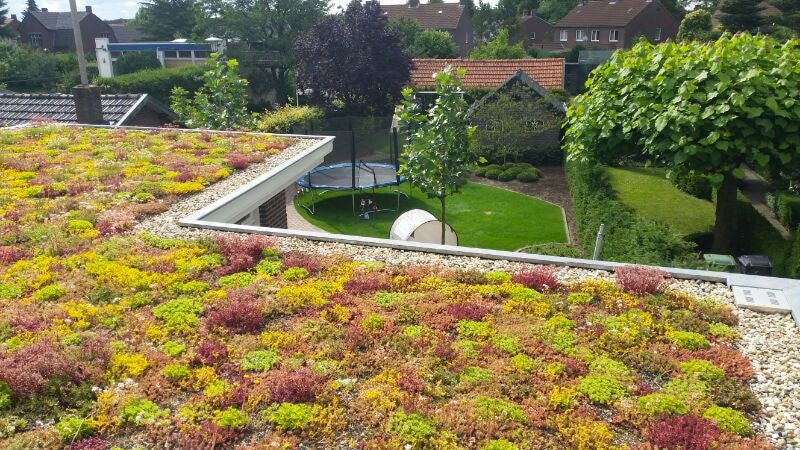 A green roof covered with yellow, red, and green sedum plants, overlooking a backyard with a lawn and a trampoline.